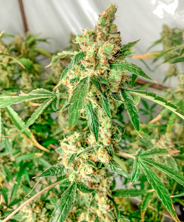 Подготовка к промывке конопли Кусты Gorilla Auto от сидбанка Семяныч на 14 неделе