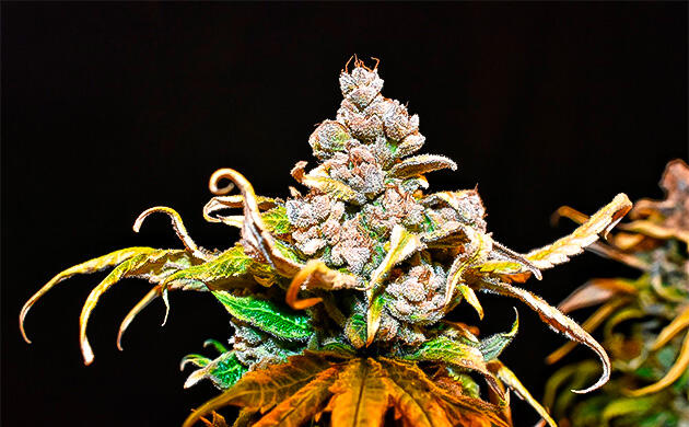 Сбор урожая и впечатления от гровера Харвест