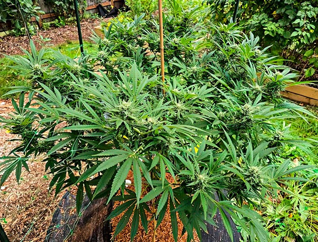 Появление плесени на шишках каннабиса Куст Gorilla Cookies FF на последней неделе цветения