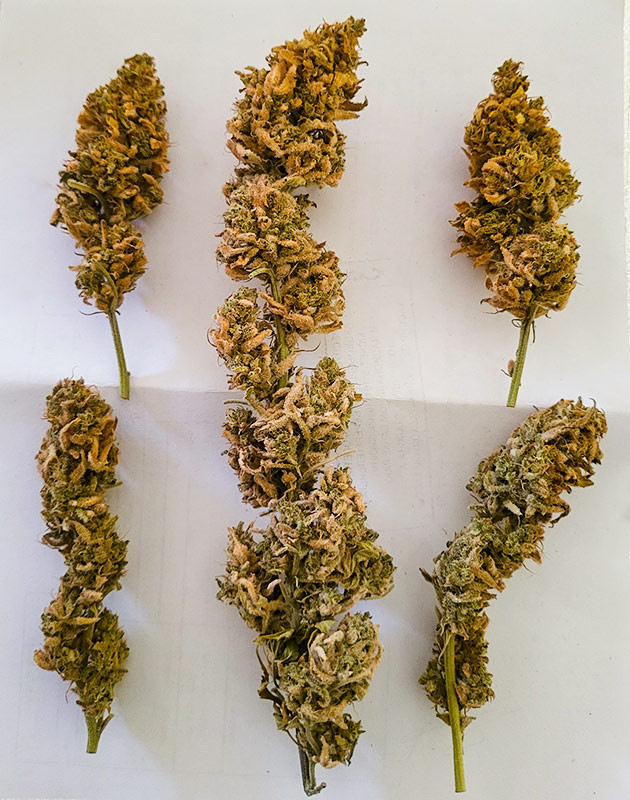 Общие впечатления от грова Высушенные шишки сорта Cap Junky