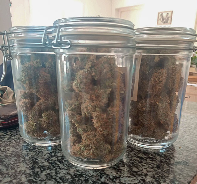 Урожай Bruce Banner #3 Харвест Bruce Banner #3