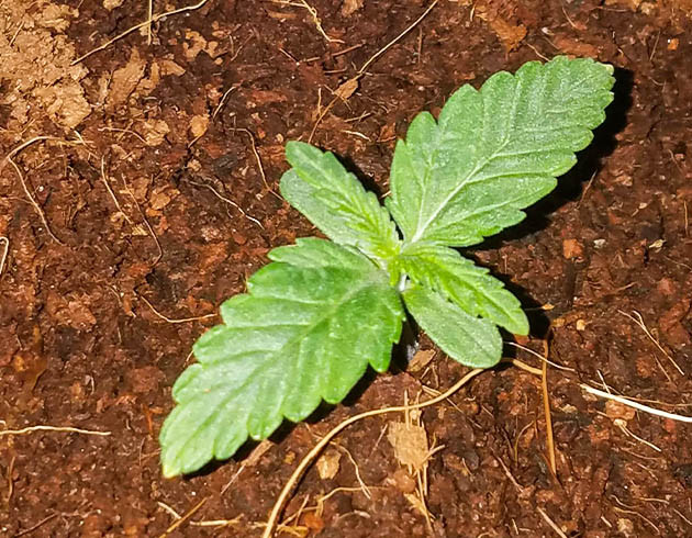 Первые пары листочков ростка Развитие первых листьев конопли