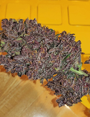 Созревшая шишка LSD Auto Шишка LSD Auto