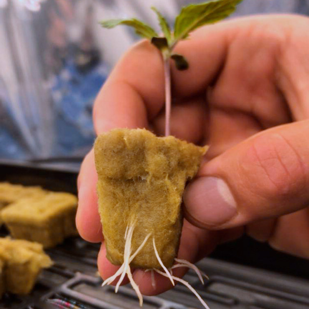 Вторая неделя роста Корневая система ростка