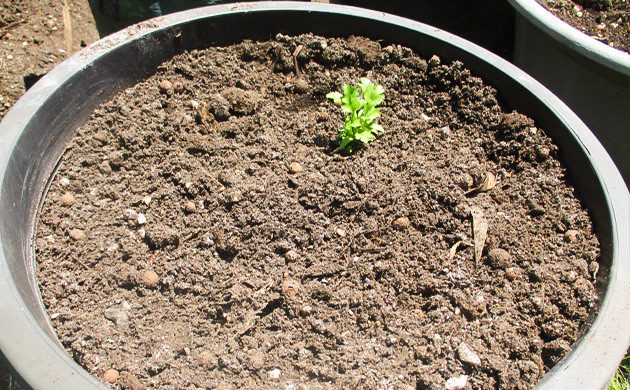 Пересадка каннабиса в 30-ти литровый горшок Горшок для пересадки с кориандром