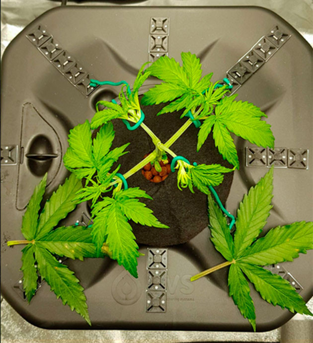 LST подгиб и дефолиация конопли Растяжка ветвей и обрезка листьев куста