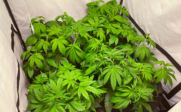 Начало предцвета Critical Kush Auto Активный рост конопли