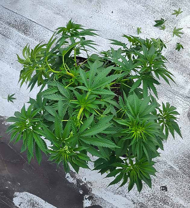 Тренировка куста Runtz Punch Тренировка растения Runtz Punch