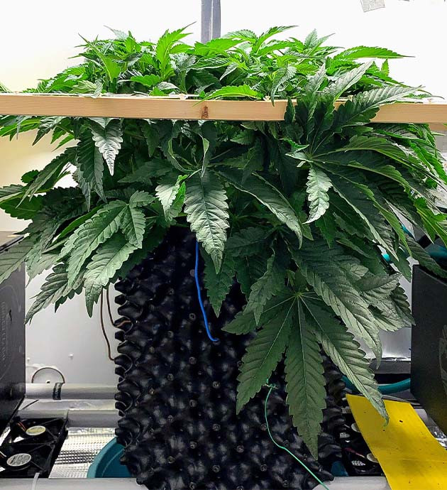 выращивание сорта конопли Pineapple Chunk Стимуляция роста куста Pineapple Chunk