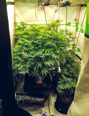 Предцвет на седьмой неделе Кусты в новом боксе