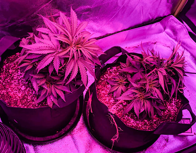 Тренировка растений на 6 неделе выращивания Подгибание кустов методикой LST