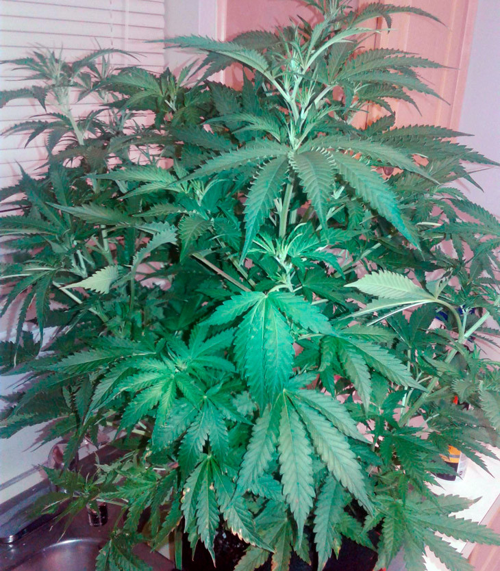 Формирование кол на шестой неделе выращивания Четыре колы на кусте марихуаны Scout Cookies auto