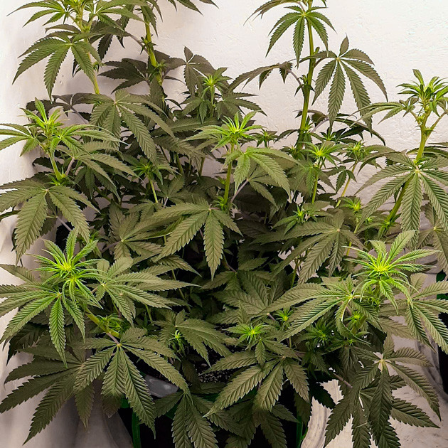 Первые недели цветения Куст высотой 50 см