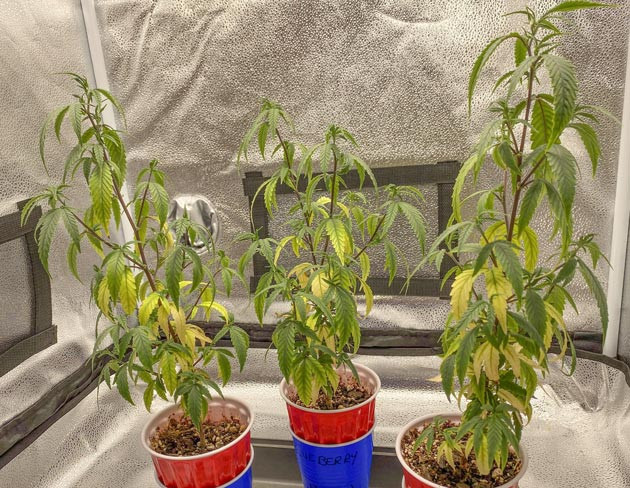 Отложенная пересадка и рост Blueberry Muffin: подготовка к цветению