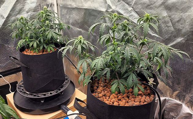 Начало цветения на 5 неделе выращивания Полив кустов CBD Auto 20:1 системой автополива