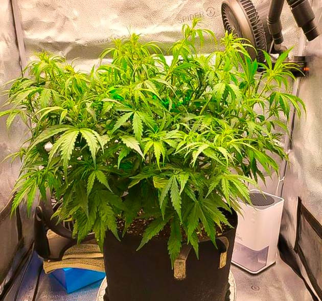 LST-тренировка и состав компота Куст Forbidden Runtz Auto от FastBuds на 4 неделе