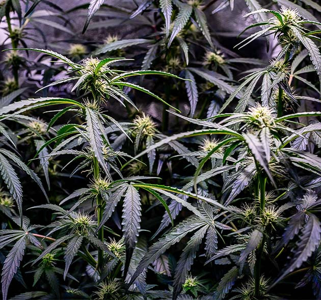 Куст Wedding Cheesecake Auto на 7 неделе выращивания Кусты на 7 неделе выращивания