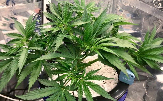 Дифолиация на 6 неделе Обрезанное растение