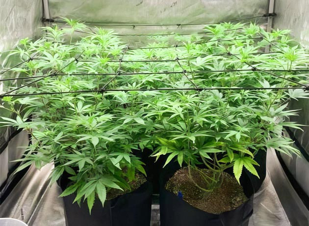 Начало цветения каннабиса Bruce Banner #3 на 8 неделе выращивания