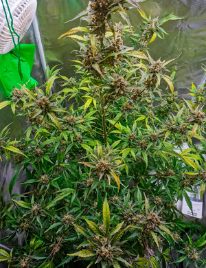 Подготовка к харвесту Созревший куст Zkittlez auto