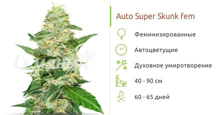 Сорт конопли Auto Super Skunk Auto Super Skunk fem от Семяныча