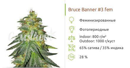 Сорт марихуаны Bruce Banner #3 Bruce Banner #3 от Original Sensible Seeds