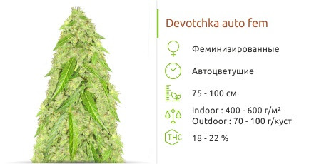 Сорт конопли Devotchka auto Devotchka auto от Doctor’s Choice