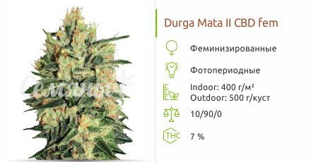 Сорт конопли Durga Mata II CBD Durga Mata II CBD fem (Paradise Seeds)