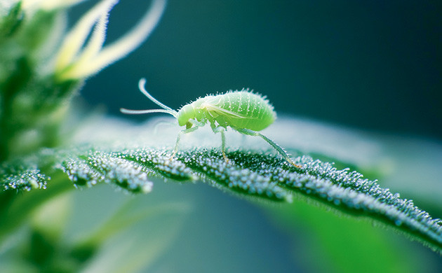 Борьба с вредителями каннабиса Как защитить урожай от вредителей
