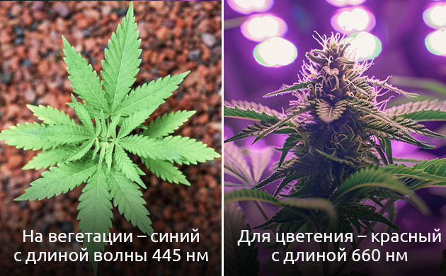 Цветовая температура и спектр для растений Как выбрать лампы для фотосинтеза