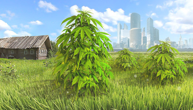 Аутдор в Подмосковье Выращивание каннабиса в Подмосковье