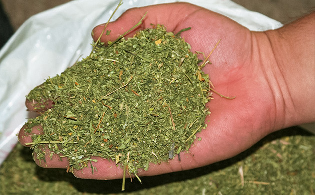 Измельчение шишек вручную Измельчение бутонов конопли руками