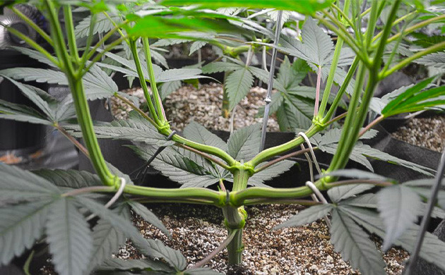 Влияние стрессов на выработку коноплей терпенов Благоприятное воздействие стресса на коноплю