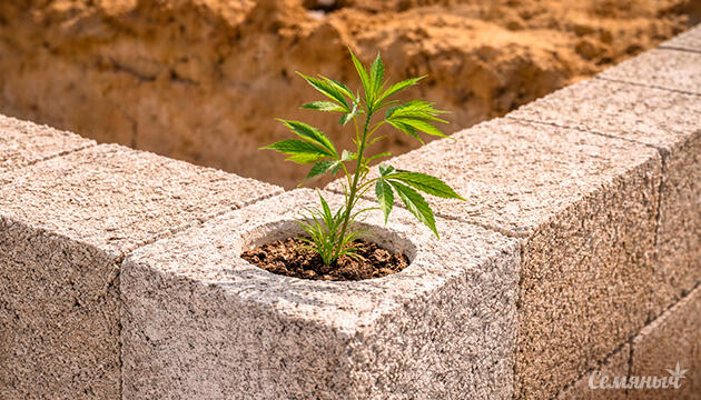 Что такое костробетон и может ли он стать основой экологичного строительства Костробетон – бетон из конопли