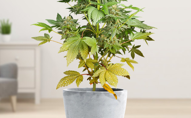 Дефицит азота у куста марихуаны Пожелтение нижних листьев куста