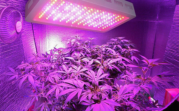 Освещение при клонировании марихуаны Ошибки освещения при клонировании конопли