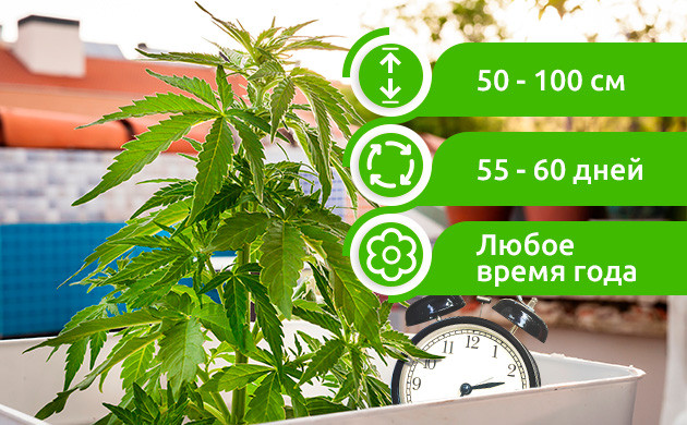 Достоинства балконного выращивания конопли Преимущества выращивания на балконе