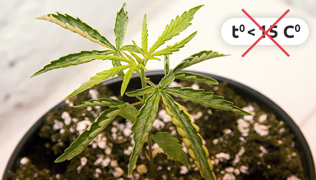 Нарушение температурного режима Конопля не растет при температуре ниже 15 градусов