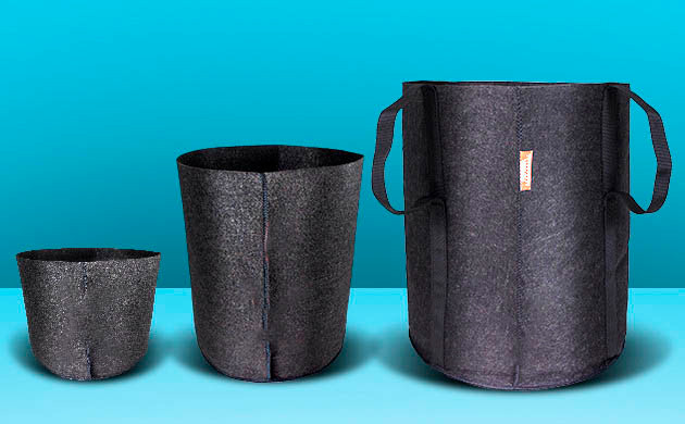 Проблемы с развитием авто сортов из-за горшка Слишком маленький горшок для авто сорта марихуаны