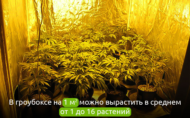 Количество кустов в гроубоксе Индорная плотность посадки