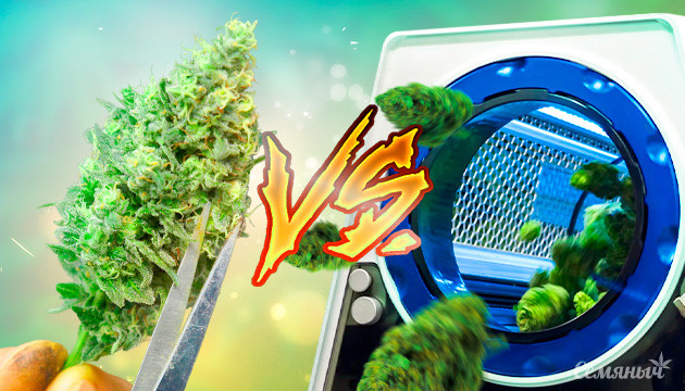 Ручной VS машинный тримминг соцветий Машинная и ручная обрезка шишек каннабиса