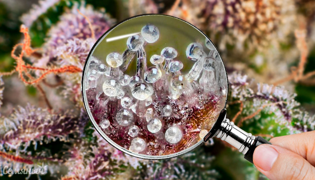 Что такое трихомы конопли Трихомы марихуаны