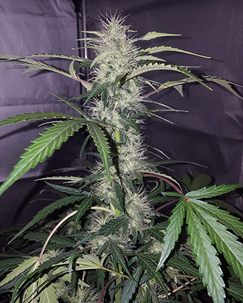 Развитие Auto White Widow на 6 неделе Кола Auto White Widow