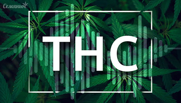 Уровень ТГК в листьях Содержание ТГК в листьях каннабиса