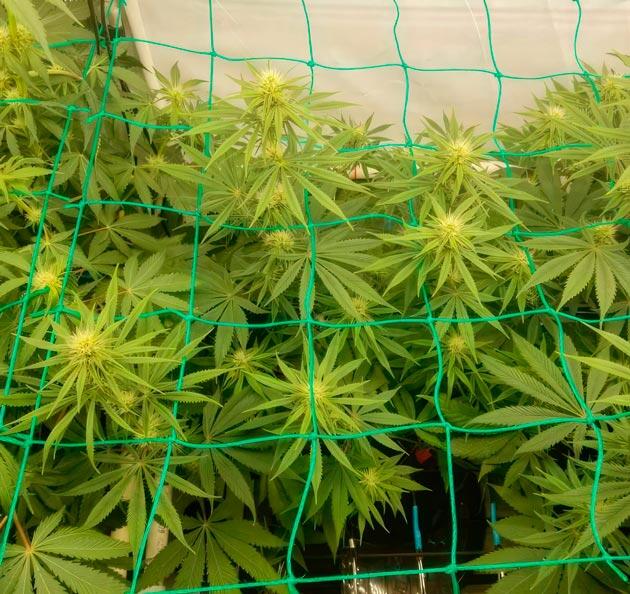 8 неделя сорта Trainwreck Fast Version от Seedkeepers