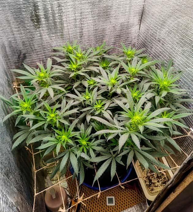 Начало цветения Куст Astral от сидбанка Семяныч на 12-13 неделе