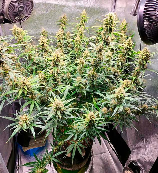 Цвет трихом