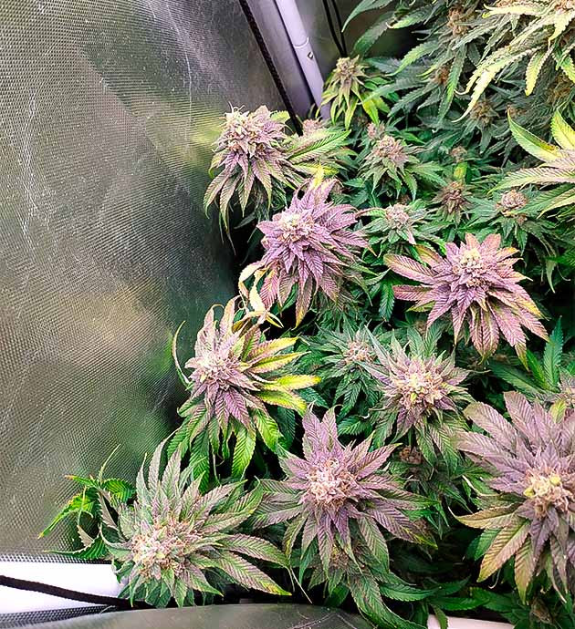 Подготовка к харвесту Фиолетовая конопля