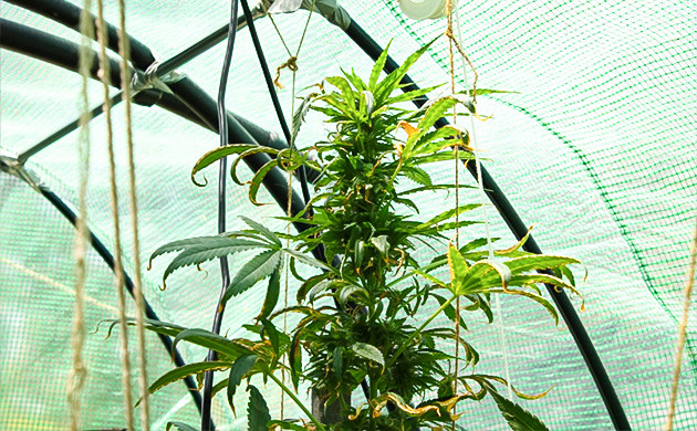 Восставление куста после ожогов Pineapple Chunk на 16 неделе