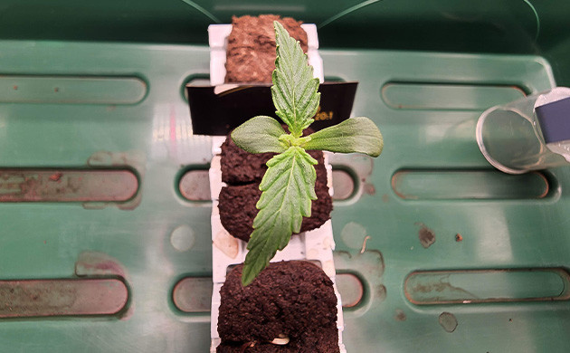 Проращивание семян и высадка в стаканчики Росток CBD Auto 20:1